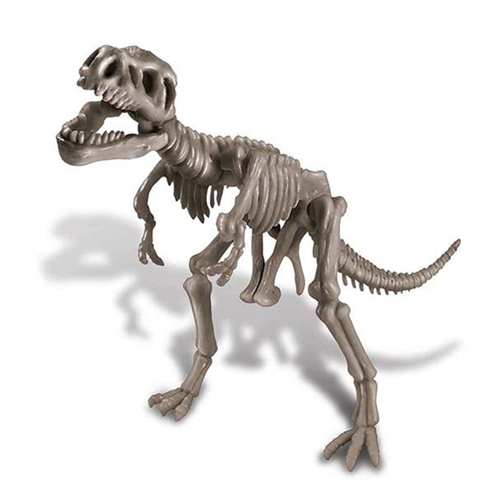 Toy dinosaur skeleton model on a white background