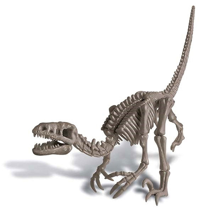 Toy dinosaur skeleton model on a white background