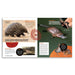 Page from a book or magazine featuring images of an echidna, platypus, and platypus with a hand holding it, along with text and illustrations.