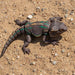 bearded dragon with distinctive markings on a sandy ground