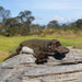 Platypus toy on a log with a natural background