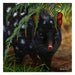 Australian Geographic 1000 Piece Jigsaw: Cautious Encounter