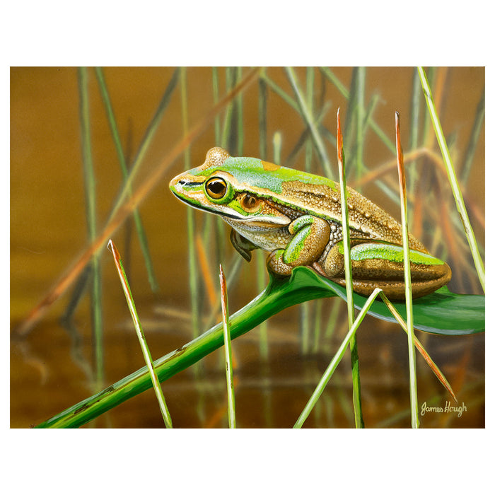 Australian Geographic 1000 Piece Jigsaw: Lounging Frog