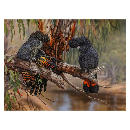 Australian Geographic 1000 Piece Jigsaw: Miss Murrumbidgee