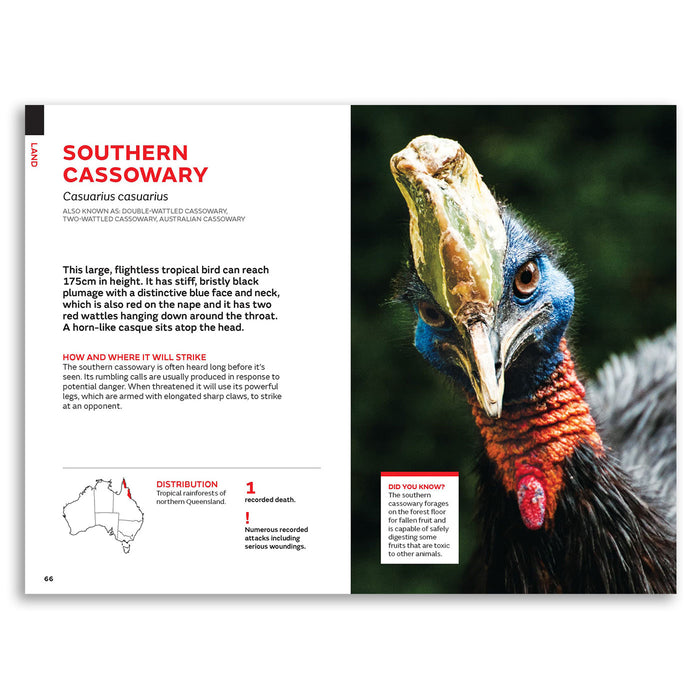 A printed informational page about a Southern Cassowary bird, with text on the left and a large close-up bird photo on the right. The page includes headings, distribution information, and a small 'Did you know?' box.