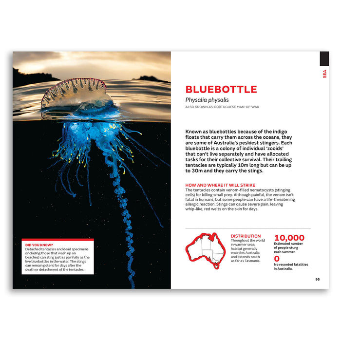 An open printed magazine or brochure page featuring a large underwater photograph of a bluebottle jellyfish on the left and informational text on the right. The page includes headings such as 'BLUEBOTTLE,' 'Physiola physalis' plus small red and white callout boxes and a red jellyfish outline diagram.