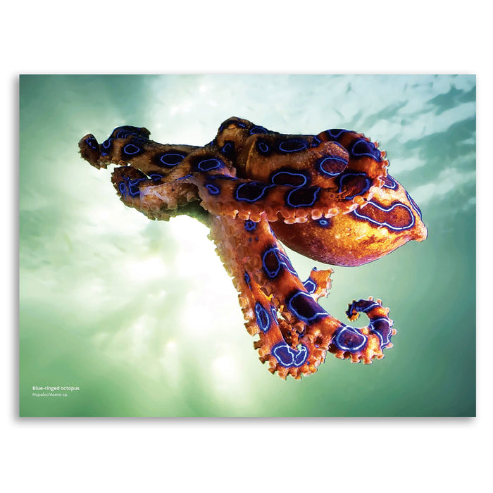 A square wall art print featuring a close-up photograph of a blue-ringed octopus swimming against a soft green and white underwater-like background. Small text in the lower left reads 'Blue-ringed octopus' and 'Australian Geographic'.