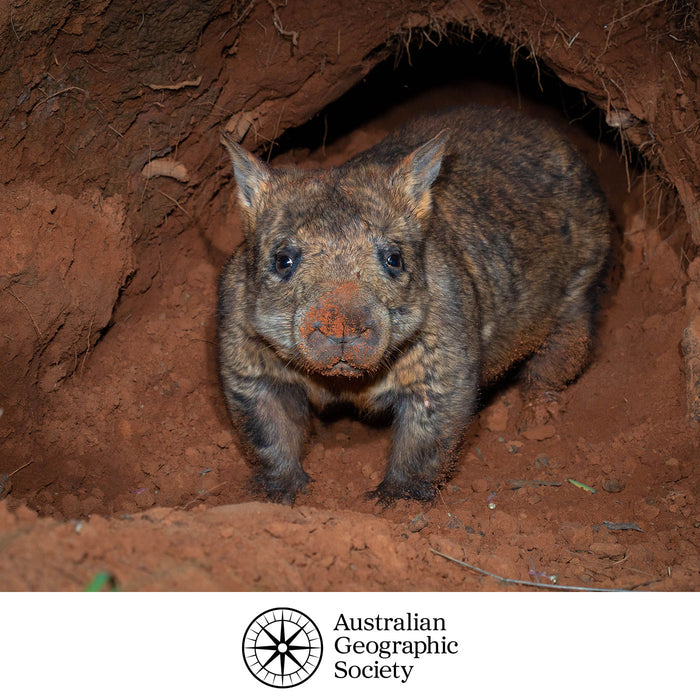 Help save the northern hairy nosed wombat  - DONATE NOW