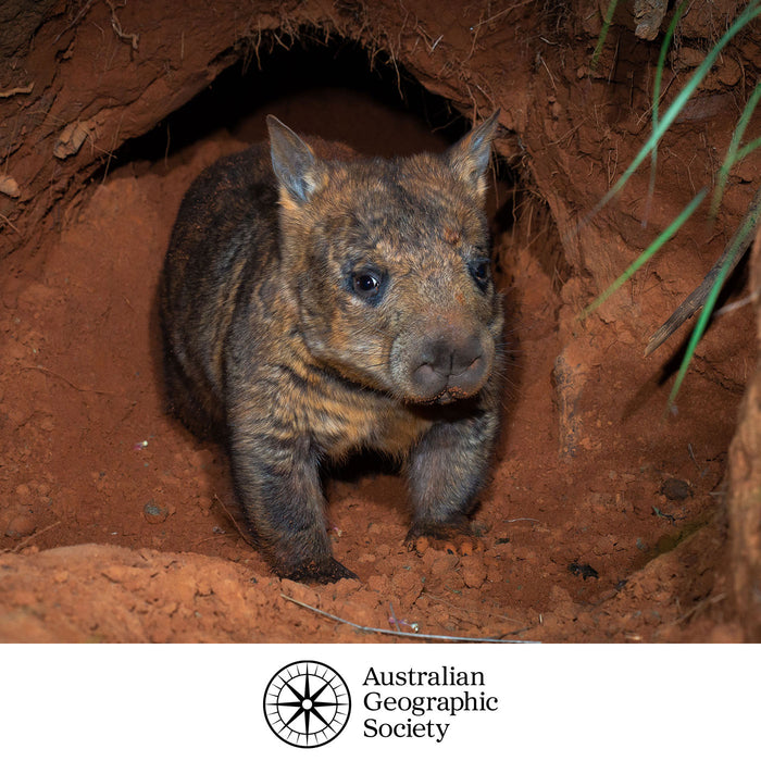 Help save the northern hairy nosed wombat  - DONATE NOW