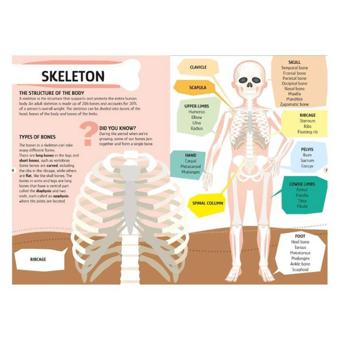Educational diagram of the human skeleton with labeled parts.