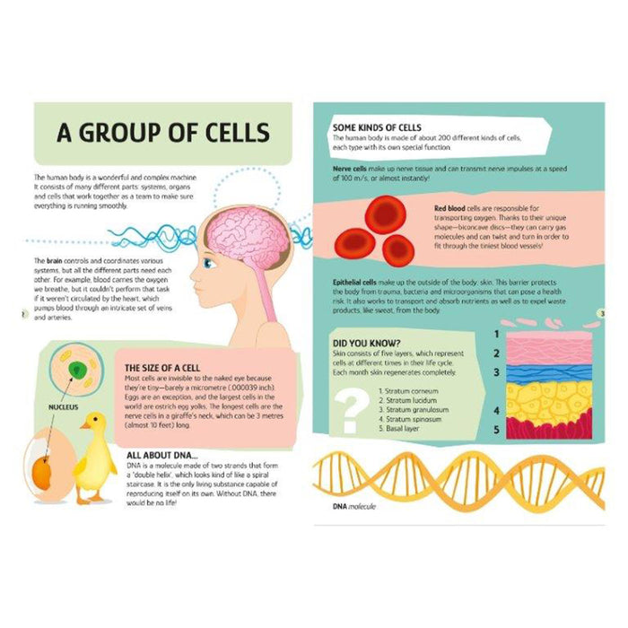 Educational poster about cells, DNA, and body functions with illustrations and text.