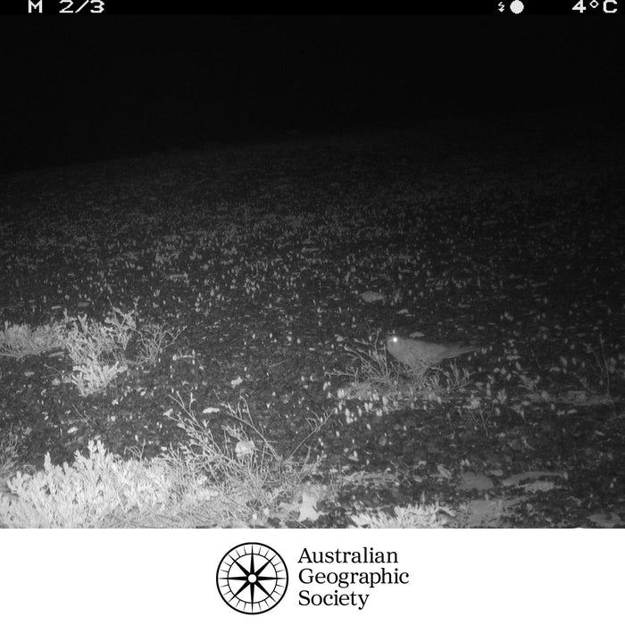 Help Save the night parrot - DONATE NOW