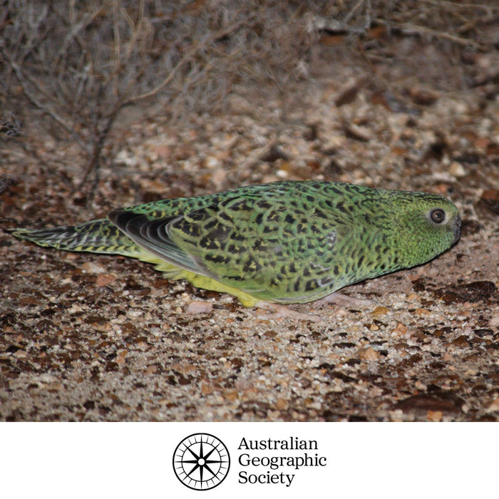 Help Save the night parrot - DONATE NOW