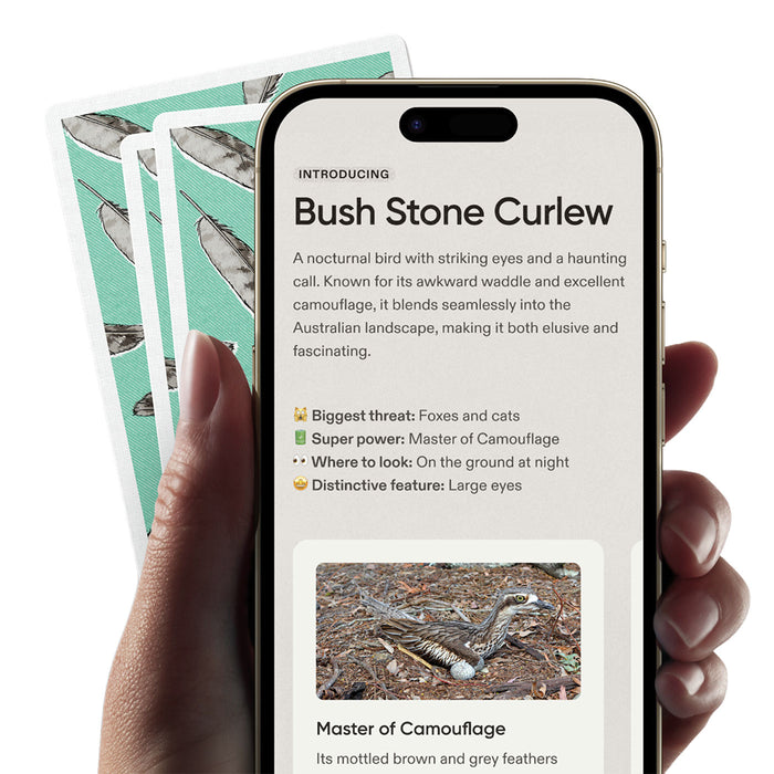 A hand holds a smartphone showing a fact file page on the Bush Stone Curlew, with two matching patterned cards fanned behind it on a white background.