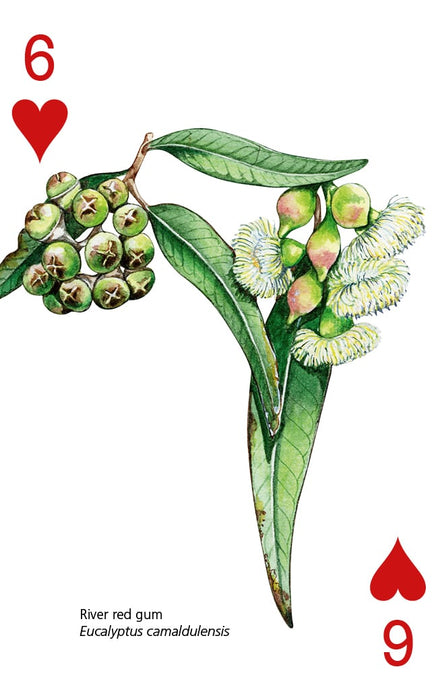 Australian Flora Playing Cards