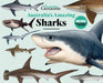 Australias Amazing Sharks