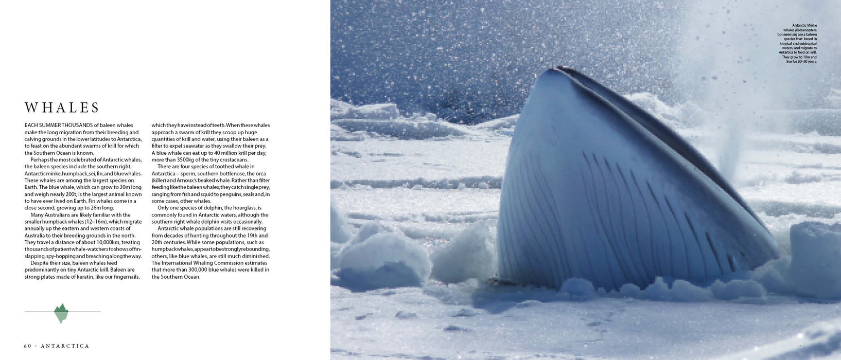 Antarctica photo book
