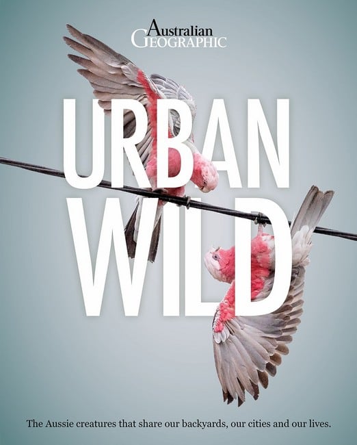 Urban Wild book